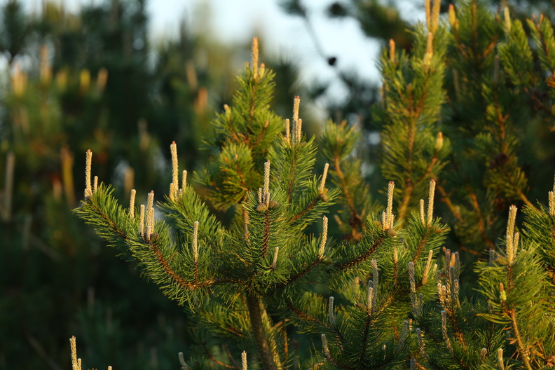 Pinus mugo_Bjerg-fyr_17052018_Jyndevad_Plantage_017.jpg