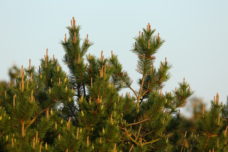 Pinus mugo_Bjerg-fyr_17052018_Jyndevad_Plantage_018.jpg