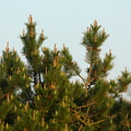 Pinus mugo (Bjerg-fyr)