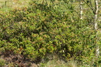 Rhododendron tomentosum (Mose-post)