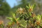 Rhododendron tomentosum (Mose-post)