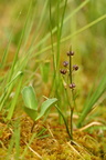 Scheuchzeria palustris (Blomstersiv)