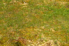 Scheuchzeria palustris (Blomstersiv)