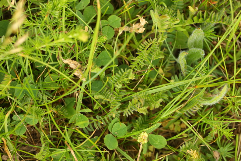 Astragalus danicus_Dansk astragel_13062017_Fyns_Hoved_076.jpg