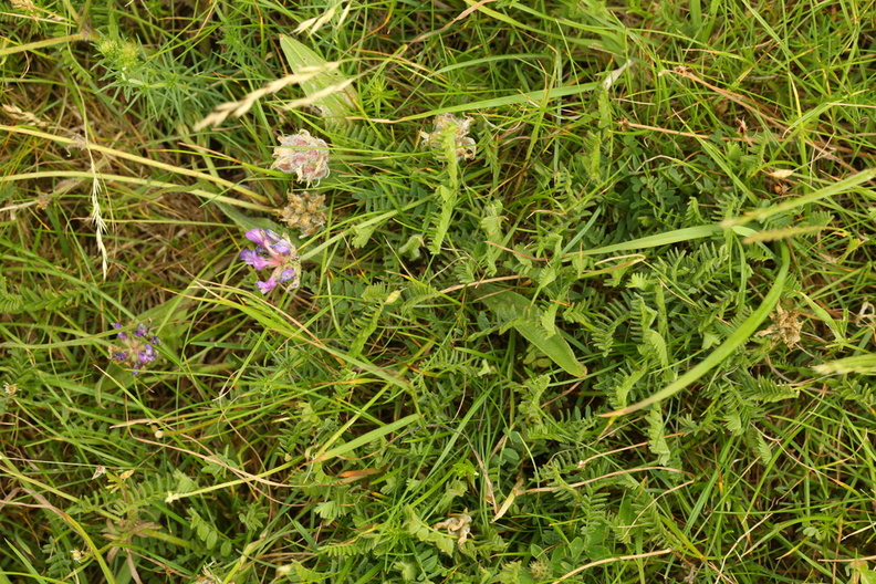 Astragalus danicus_Dansk astragel_13062017_Fyns_Hoved_077.jpg