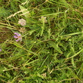 Astragalus danicus (Dansk astragel)