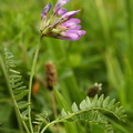 Astragalus danicus (Dansk astragel)