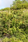 Berberis vulgaris (Almindelig berberis)
