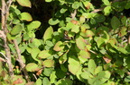 Berberis vulgaris (Almindelig berberis)