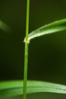 Bromopsis (Skov-hejre)