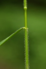 Bromopsis (Skov-hejre)