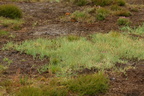 Carex panicea (Hirse-star)