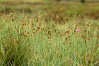 Carex panicea (Hirse-star)