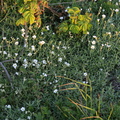 Cerastium tomentosum (Filtet hønsetarm)