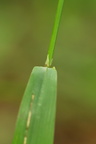Festuca altissima (Skov-svingel)