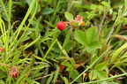 Fragaria vesca (Skov-jordbær)
