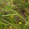 Lathyrus sphaericus (Enblomstret fladbælg)