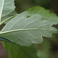 Lonicera periclymenum (Almindelig Gedeblad)