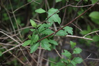 Lonicera periclymenum (Almindelig Gedeblad)