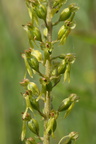 Neottia ovata (Ægbladet fliglæbe)