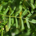 Onobrychis viciifolia (Esparsette)