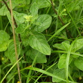 Origanum vulgare (Merian)