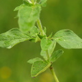 Origanum vulgare (Merian)