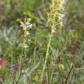 Platanthera chlorantha (Skov-gøgelilje)