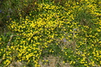 Ranunculus ficaria (Vorterod)