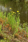 Ranunculus lingua (Langbladet ranunkel)