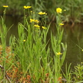 Ranunculus lingua (Langbladet ranunkel)