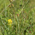 Sanguisorba minor ssp. minor (Blodstillende bibernelle)
