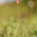 Sanguisorba minor ssp. minor (Blodstillende bibernelle)