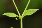 Stellaria nemorum ssp. nemorum (Nordlig lund-fladstjerne)