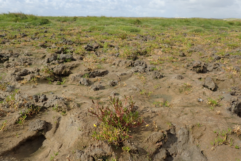 1310_Vegetation af kveller eller andre enaarige strandplanter der koloniserer mudder og sand _08012016_Agger_Tange_016.jpg