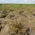 1310 (Vegetation af kveller eller andre enårige strandplanter der koloniserer mudder og sand)