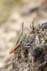 Almindelig markgræshoppe (Chorthippus brunneus) - han