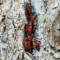 Ildtæge (Pyrrhocoris apterus)