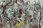 Ildtæge (Pyrrhocoris apterus)