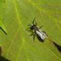 Jordbi (Andrena sp.) - han