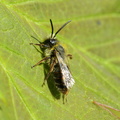 Jordbi (Andrena sp.) - han