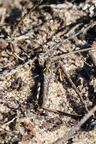 Køllegræshoppe (Myrmeleotettix maculatus) - hun