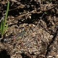Køllegræshoppe (Myrmeleotettix maculatus) - hun