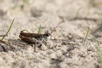 Køllegræshoppe (Myrmeleotettix maculatus) - han