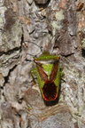 Stor Løvtæge (Acanthosoma haemorrhoidale)
