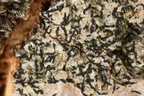 Alyxoria ochrocheila, Opegrapha ochrocheila (Rødpudret bogstavlav)