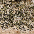 Alyxoria ochrocheila, Opegrapha ochrocheila (Rødpudret bogstavlav)