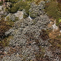 Hedwigia ciliata (Hvidspidset Hedwigia)