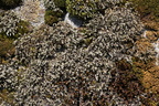 Hedwigia ciliata (Hvidspidset Hedwigia)