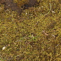 Scleropodium touretii (Ru fedtmos)